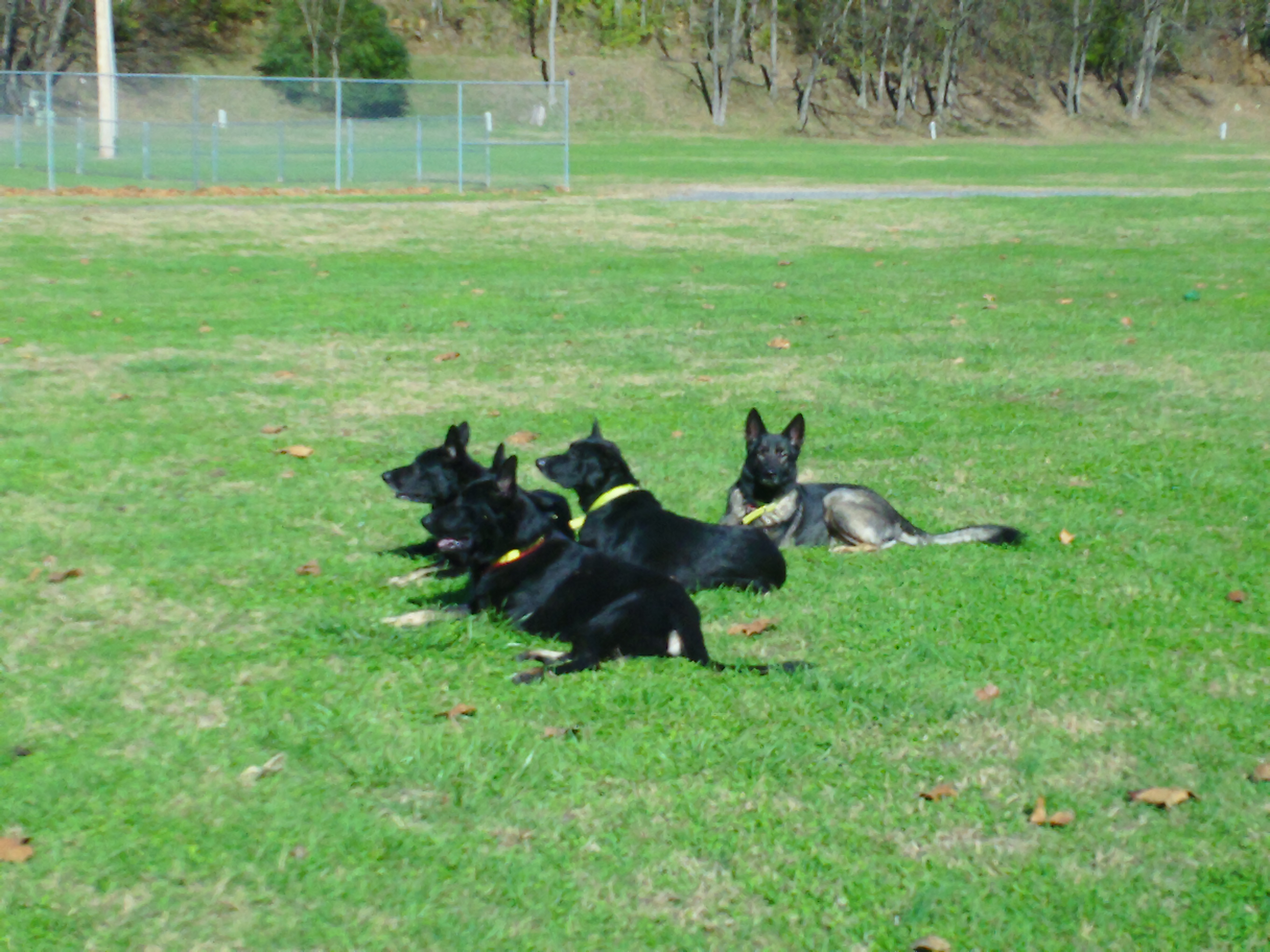 Dogs On Vacation