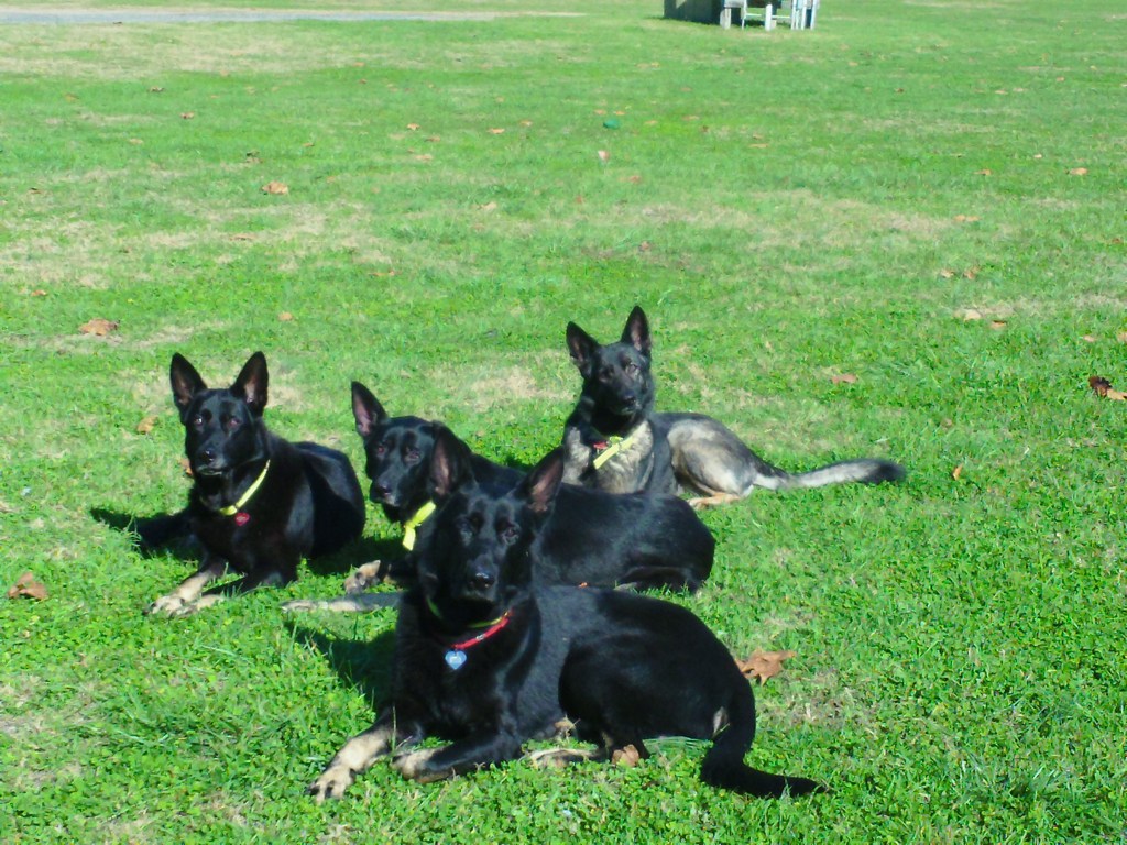 Dogs On Vacation