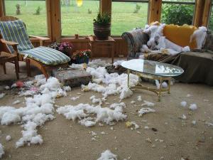 dog destruction