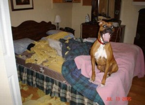 dog destruction2