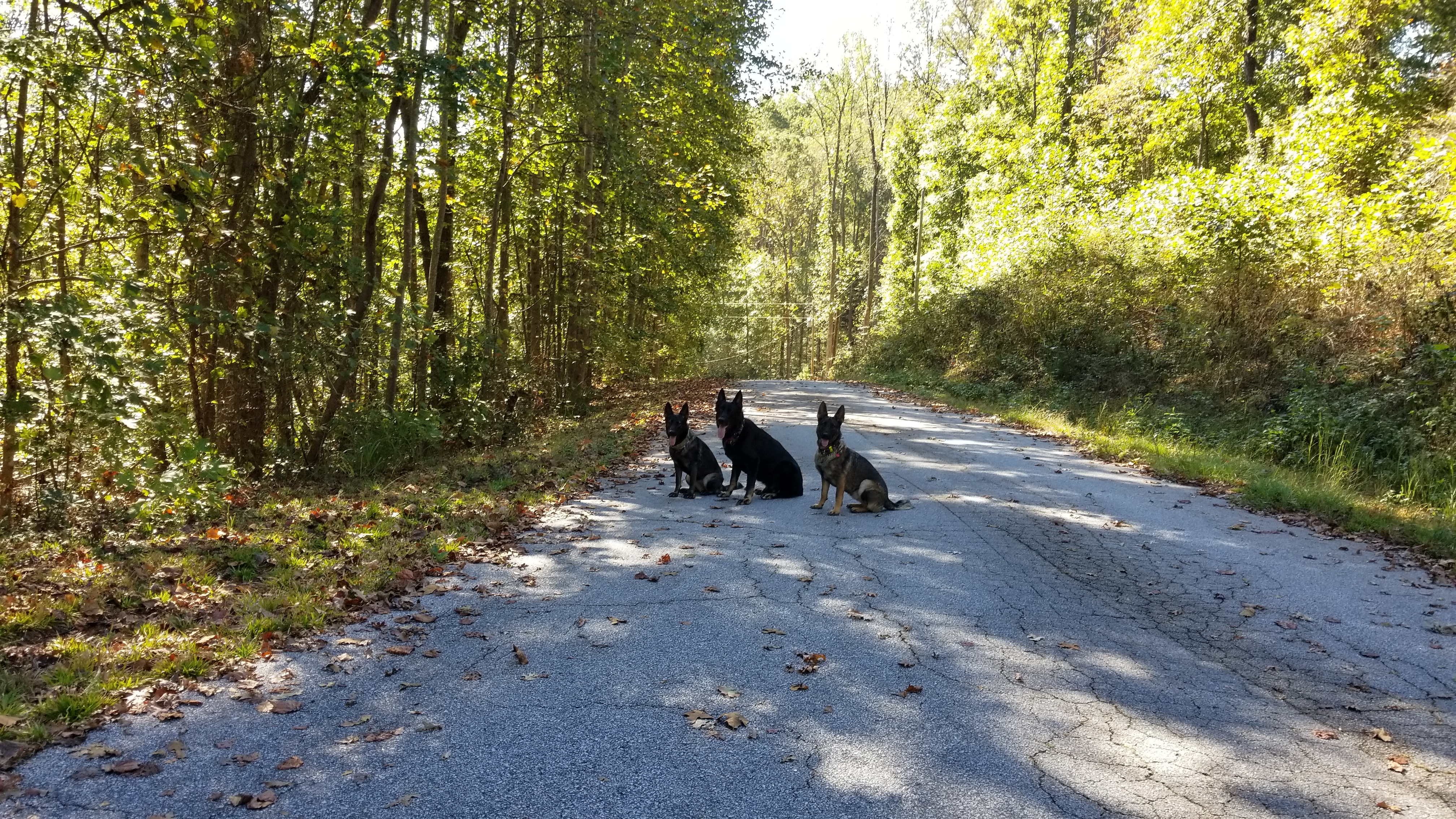 Good Behavior Dog Training's Three German Shepherds on a trail