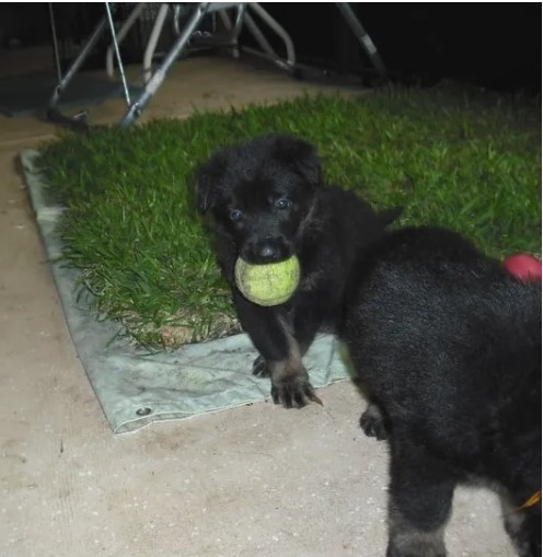 The Pitfalls of Using Potty Pads for&nbsp;Dogs