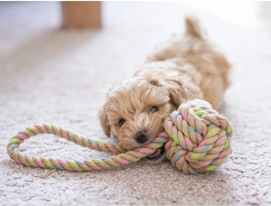 Essential Items for Your New&nbsp;Puppy