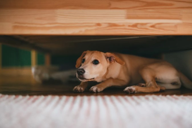 Good Behavior Dog Training on Desensitizing Your Sound Phobic&nbsp;Dog