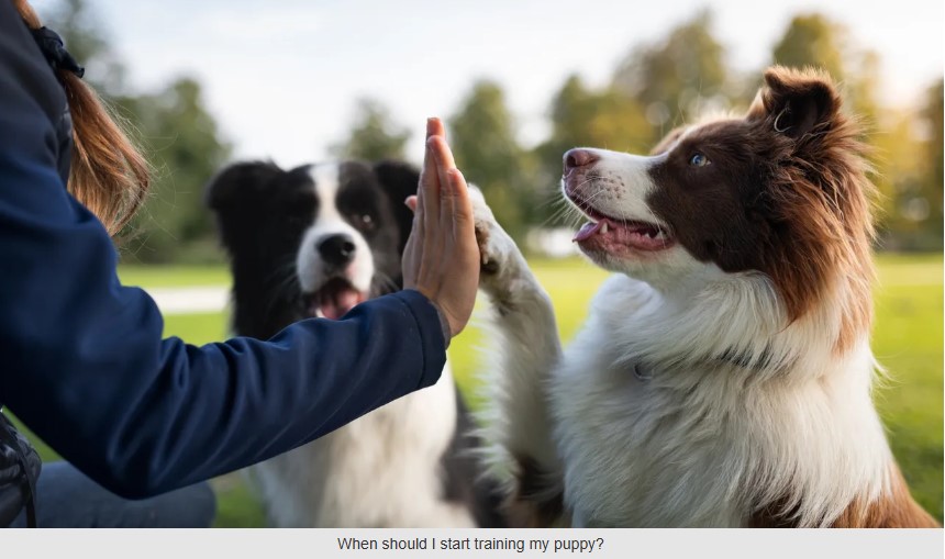 Mastering Dog Training: Tips for Better&nbsp;Behavior