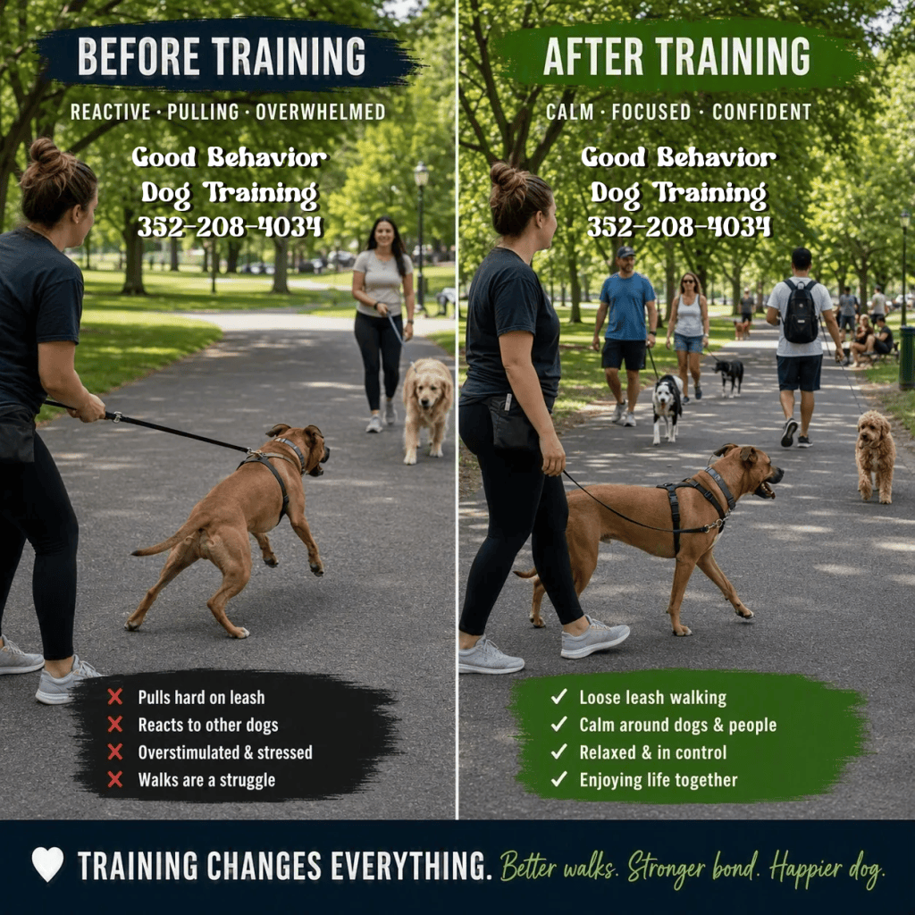 Can Older Dogs Still&nbsp;Learn?