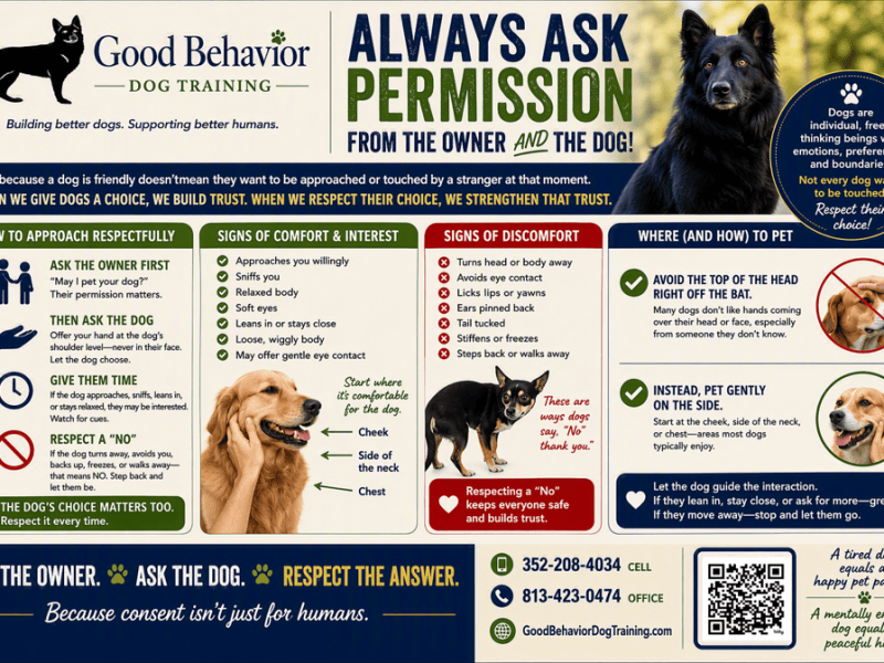 Always Ask Permission from the Owner AND the Dog | Good Behavior Dog&nbsp;Training